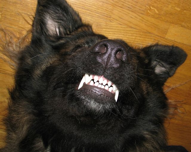 Hund och dess Uppfödare