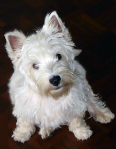 West highland white terrier