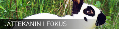 Sidhuvud för Jättekanin <a href=