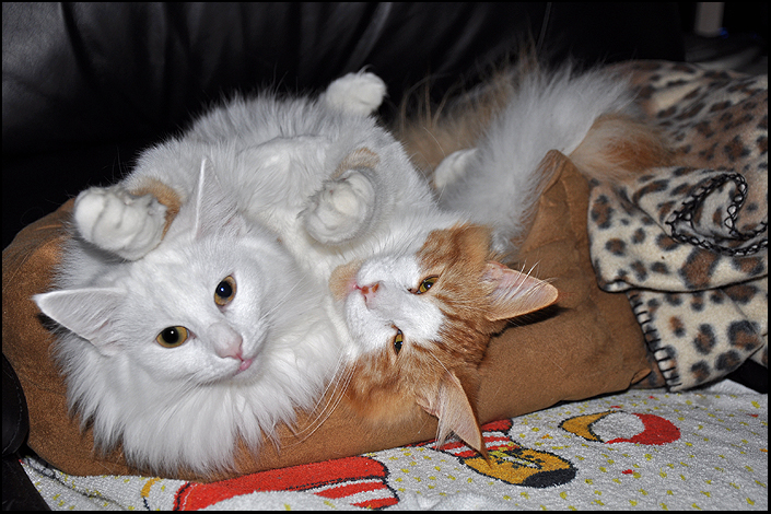Fototävling - Äkta Kattglädje! 