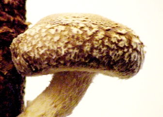 Shiitake.jpg