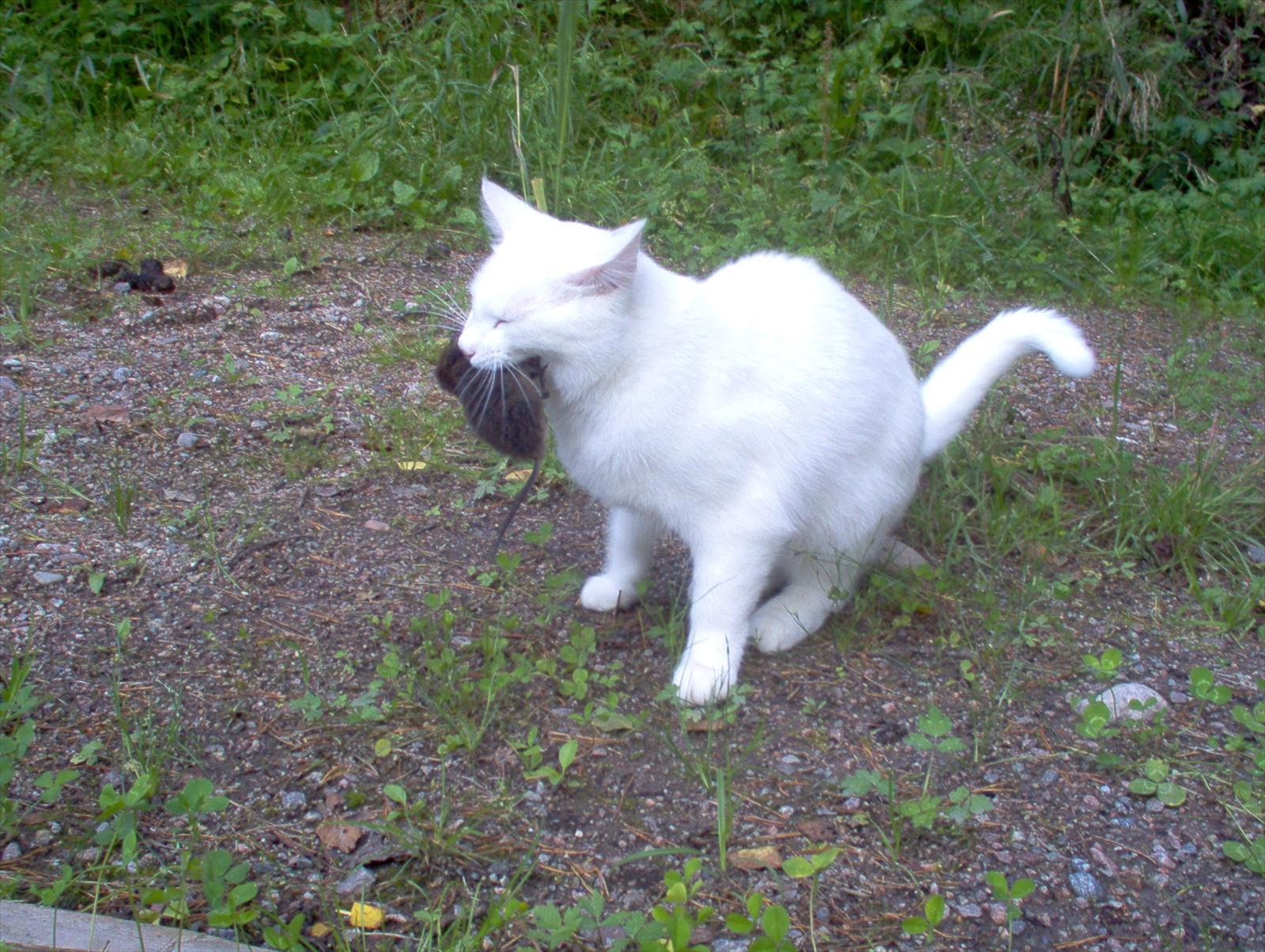 Fototävling - Äkta Kattglädje! 