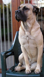 Cane corso