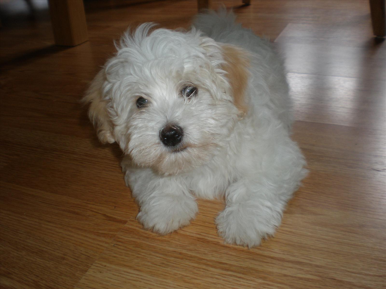 Månadens Bichon - September