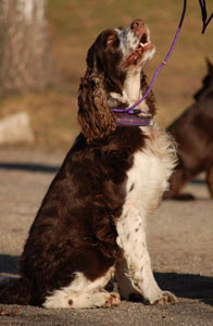 Engelsk springer spaniel