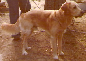 bonzo.jpg