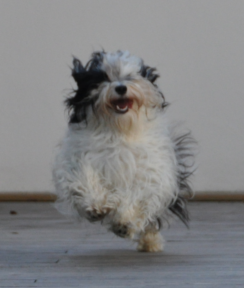 Månadens Bichon - Augusti