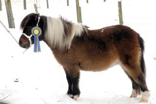 Rosette 137 600.jpg
