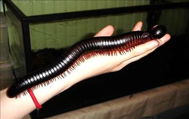 Archispirostreptus gigas