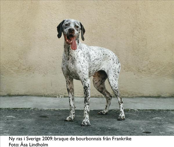 Braque de bourbonnais
