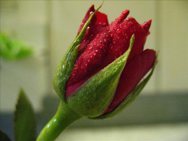 IMG_5803.JPG