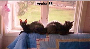 Vecka 38