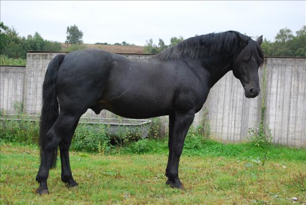 Willoway Minstral