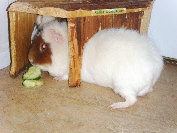 Ludwig.jpg