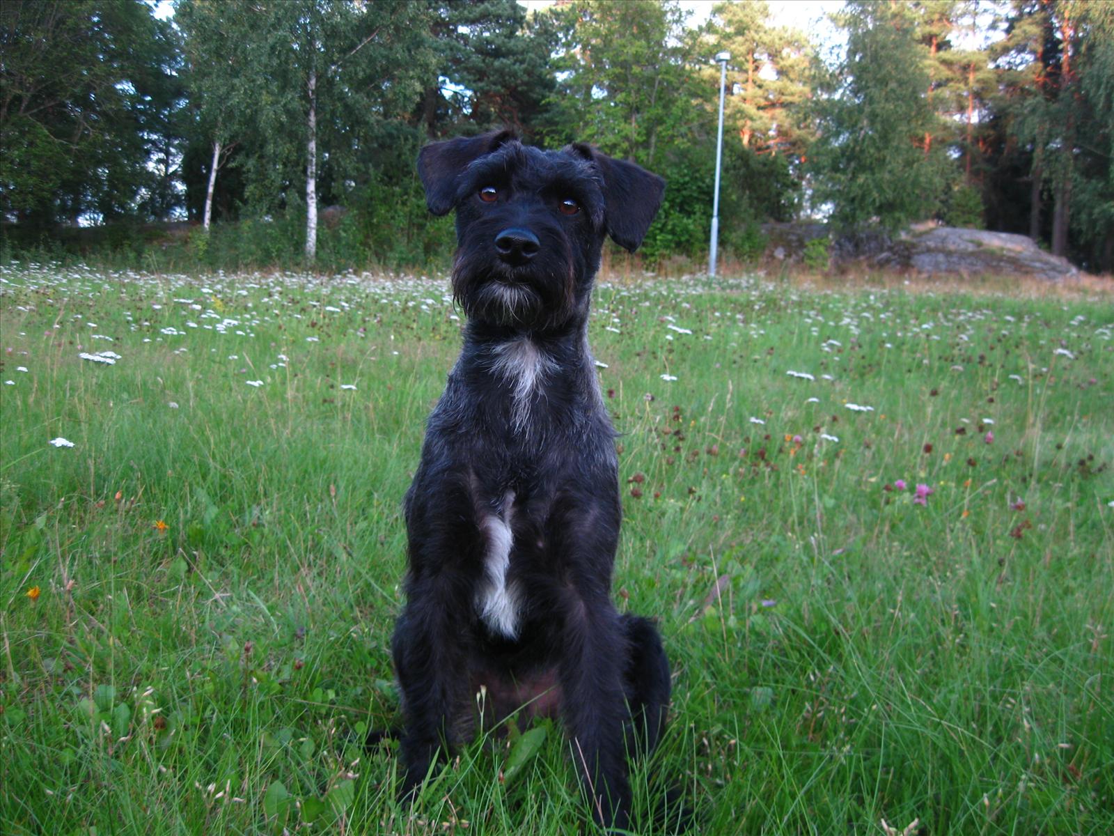 SOMMARTÄVLING