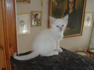 mirabelle-kattunger_010.jpg