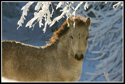 Russbilden December 2010