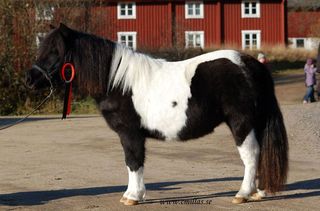 havsrosens dex di tricia-1.jpg