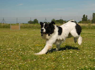 Landseer.jpg