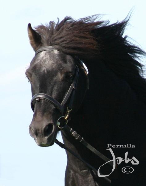 Lucifer 414, GM Elmia 2007. Foto: Pernilla Jobs©