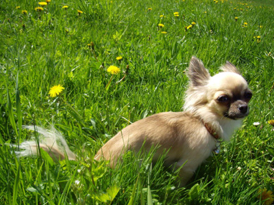 Långhårig chihuahua