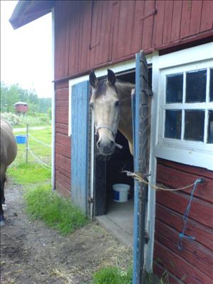 DixieMyMelina.sommar09.jpg