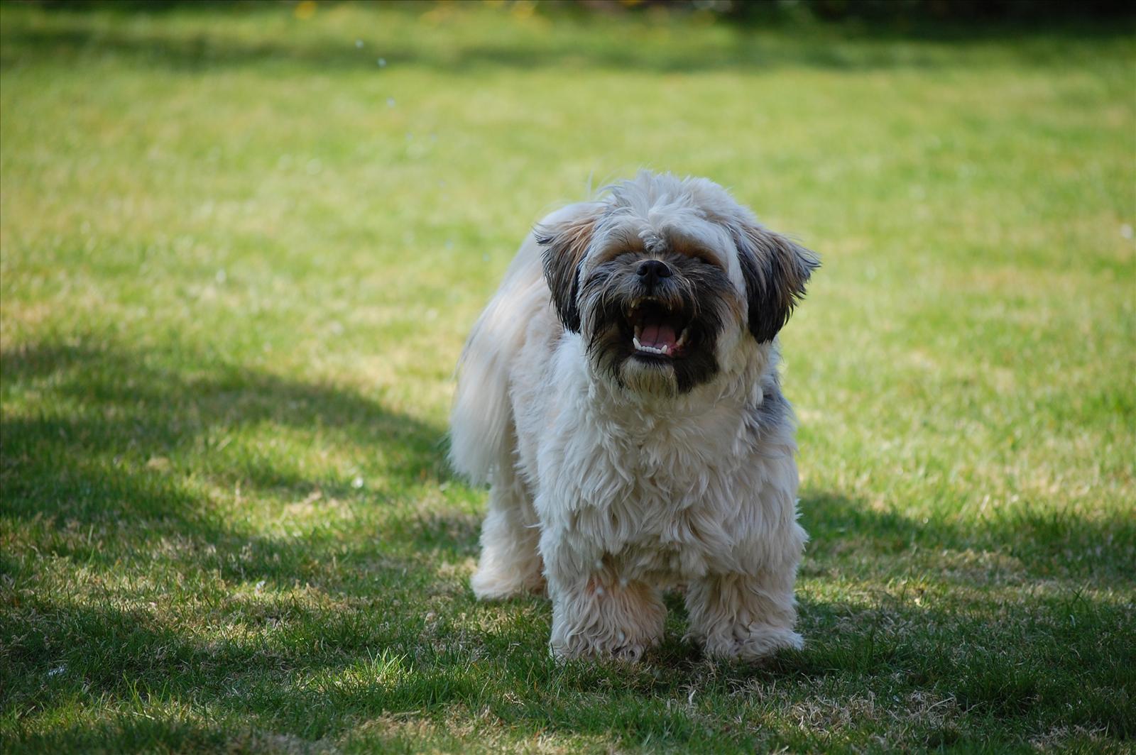 Vinnare Månadens Bichon Juli