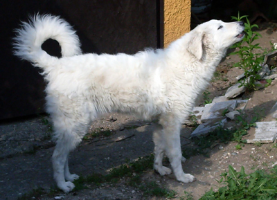Kuvasz