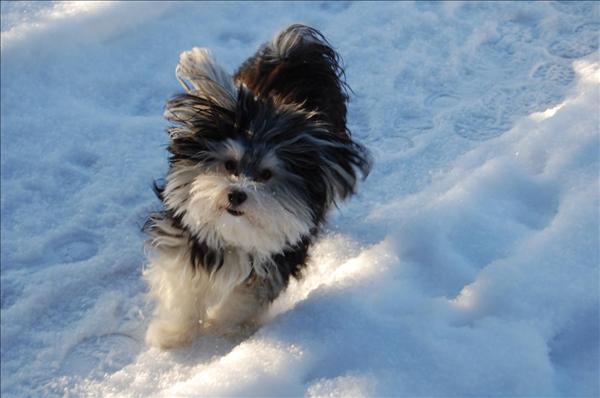 Månadens bichon februari 2010 