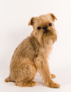 Griffon bruxellois.jpg