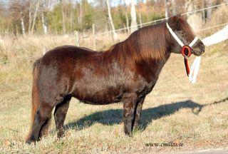 lillegarns arizette-1.jpg