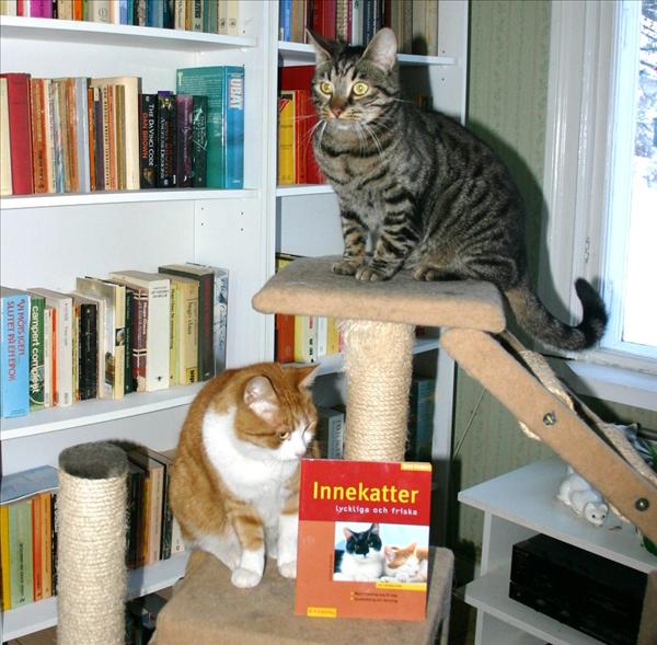 Innekatt2.jpg