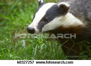 badger_~k0327257.jpg