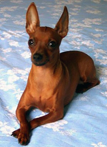 Dvärgpinscher