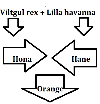 orange.png