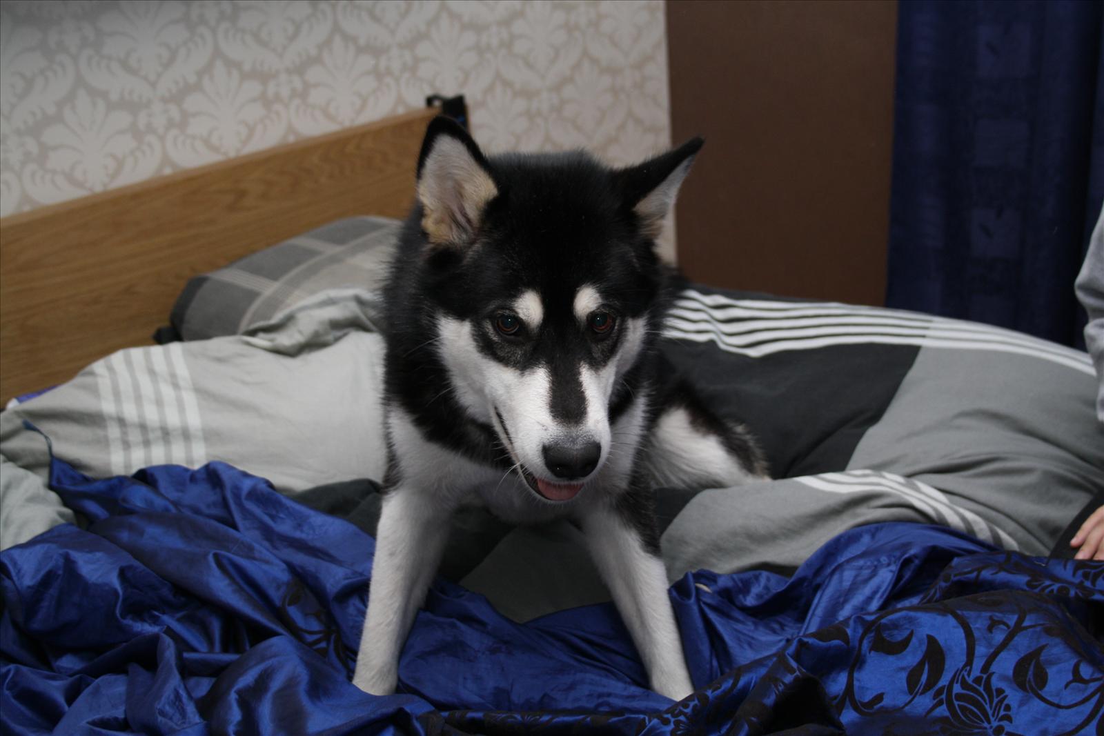 Månadens Hund - November