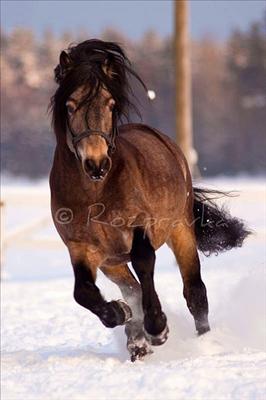 rockfield scarface galopp.jpg