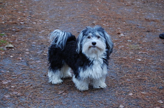 Månadens bichon oktober 2010 Algot