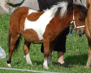 lillybelle of norhstar.jpg