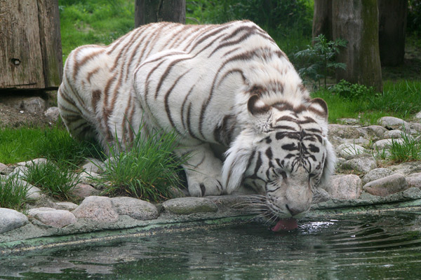 Vit tiger dricker vatten