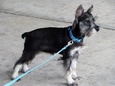 Dvärgschnauzer, svart & silver