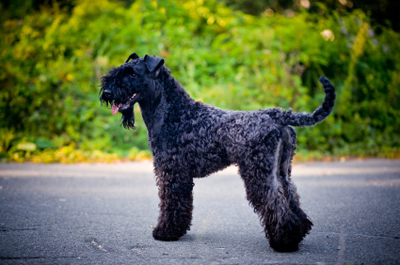Kerry blue terrier.jpg