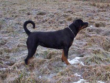 Foto: Rottweiler