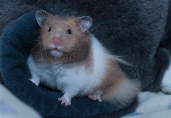 hamster2.jpg