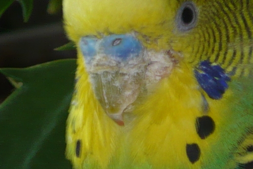 scaly face.jpg