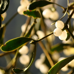 mistletoe.jpg