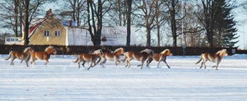 haflinger.jpg