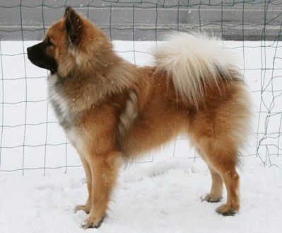 Eurasier3.jpg