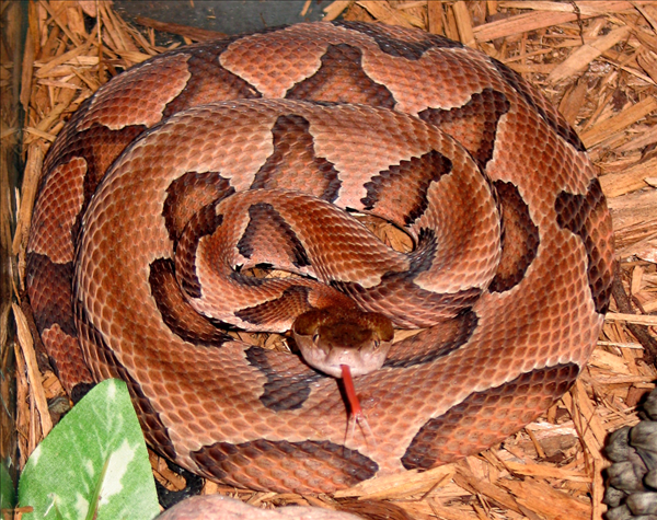 Kopparhuvud (Agkistrodon contortrix) är en giftorm i familjen huggormar som finns i Nordamerika.