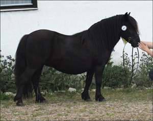 rosa_fargelanda09.jpg